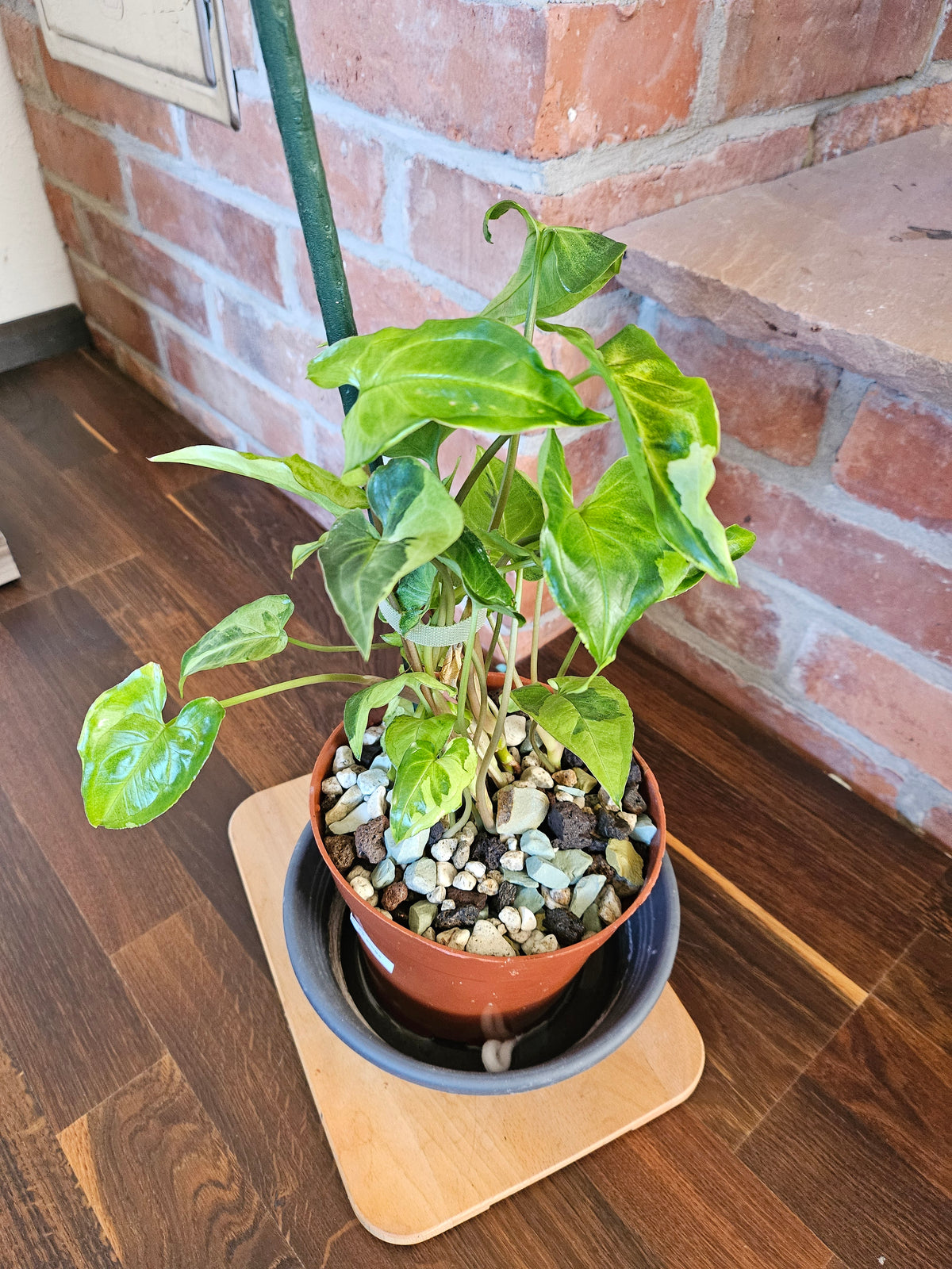 Syngonium three kings Pflanze