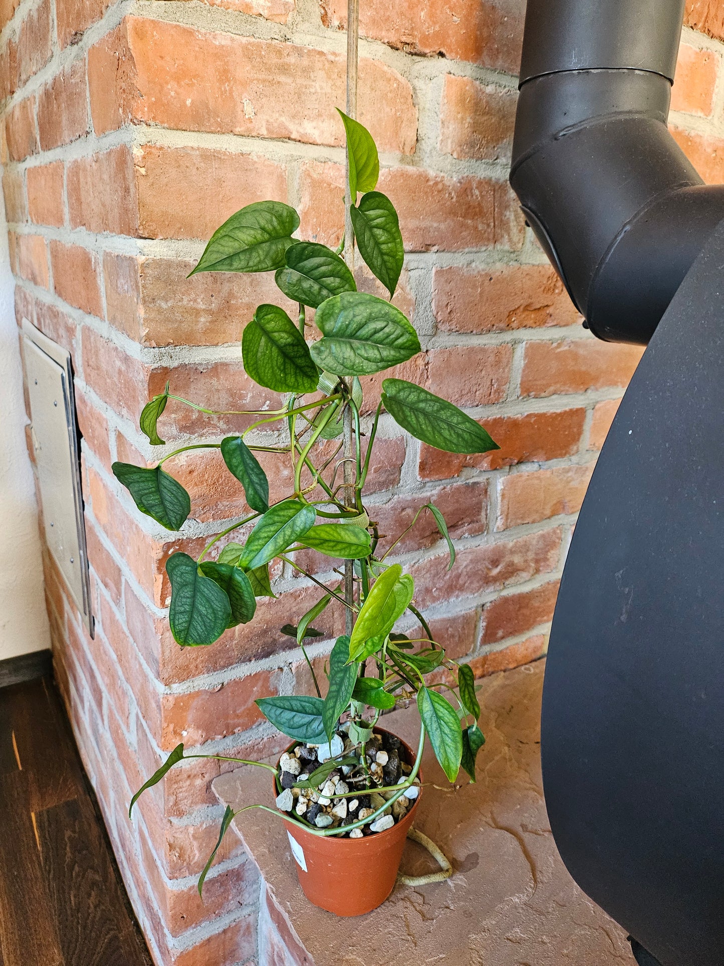 Monstera Siltepecana Pflanze