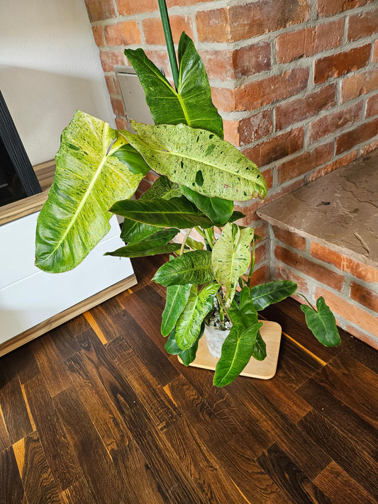 Philodendron paraiso verde Pflanze 90cm mit toller Panaschierung