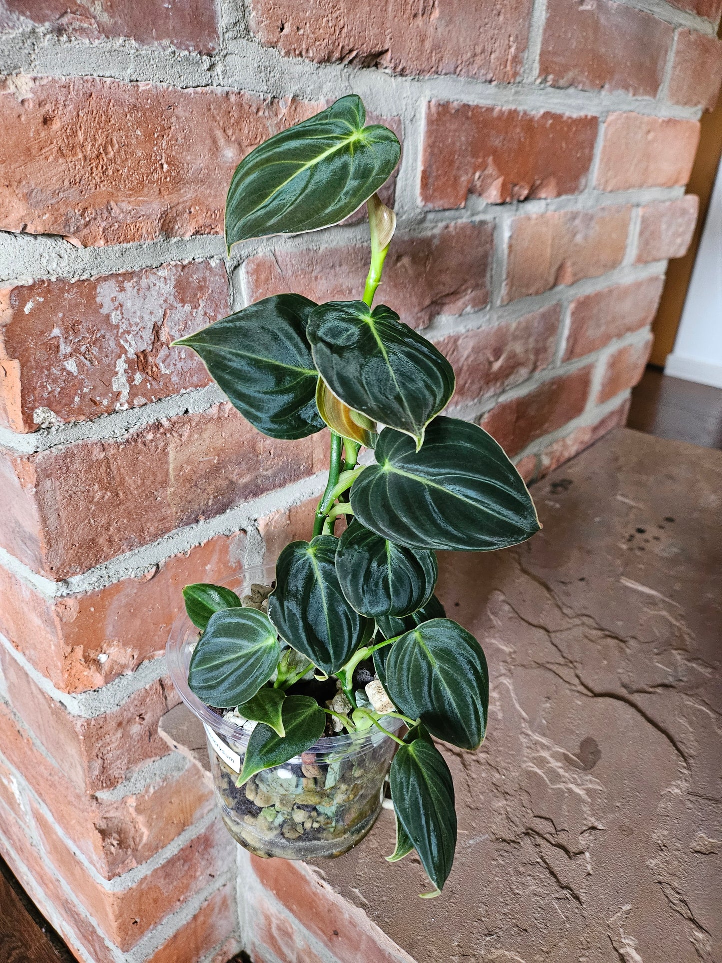 Philodendron Melanocrysum Pflanze