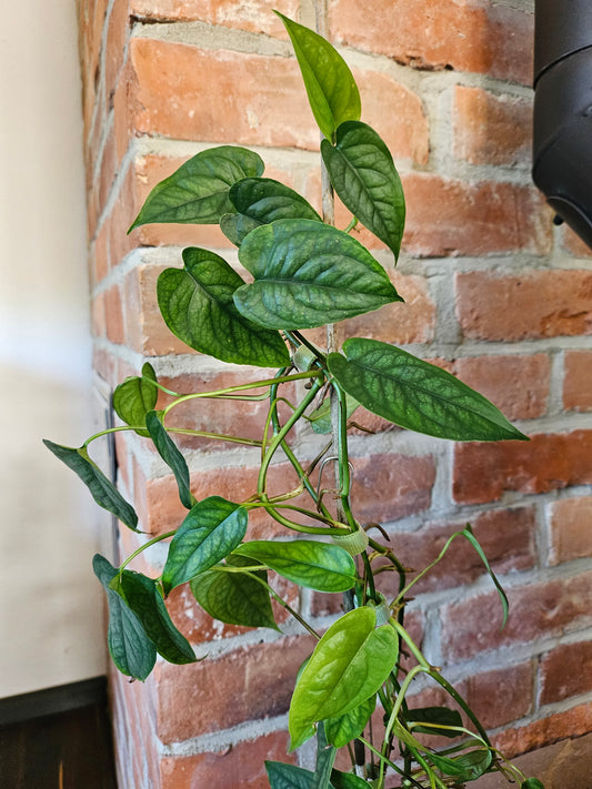 Monstera Siltepecana Pflanze