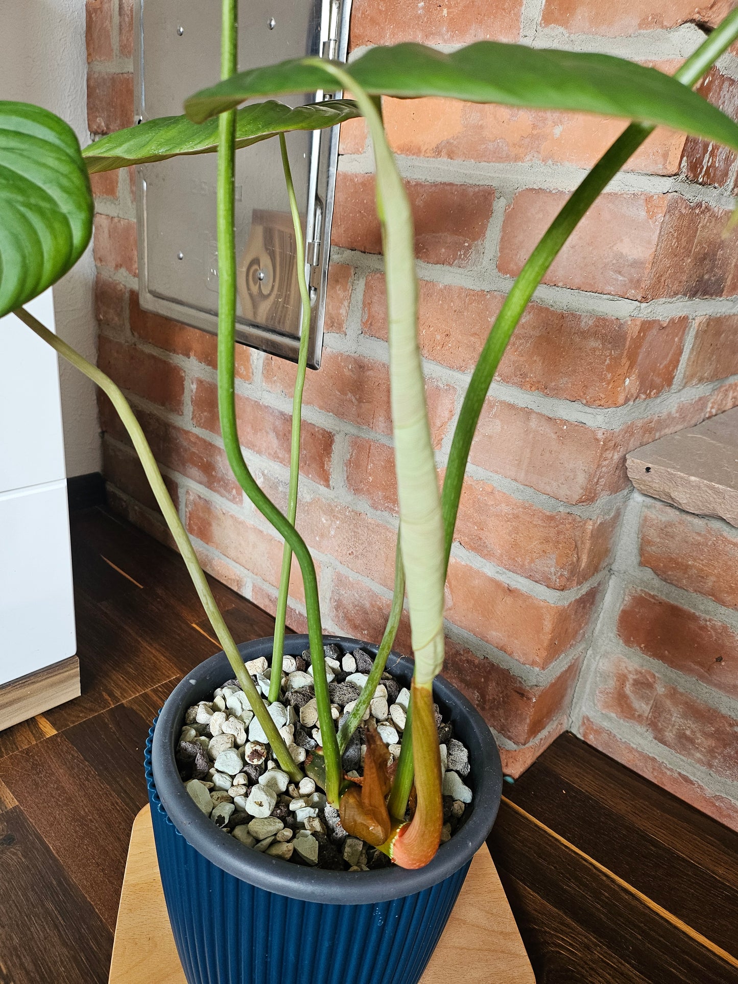 Philodendron Pastazanum Pflanze