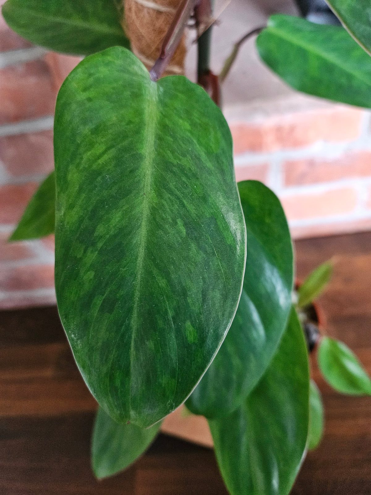 Philodendron painted lady Pflanze