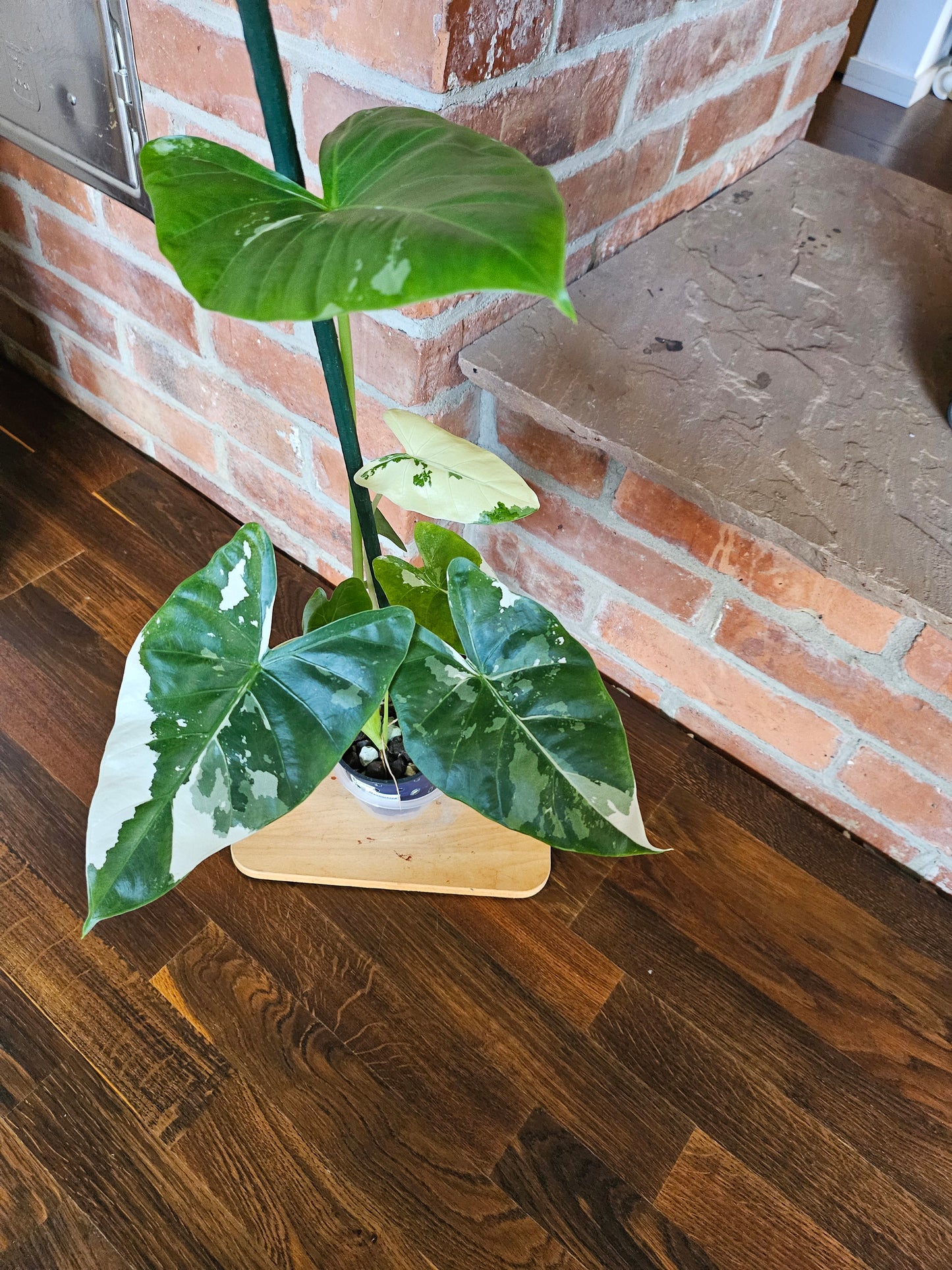 Alocasia Macrorrhiza variegata Pflanze mit toller Panaschierung