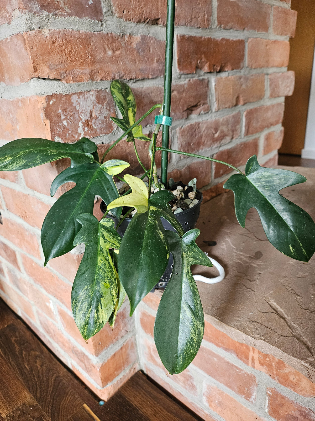 Philodendron florida beauty Pflanze mit toller Panaschierung