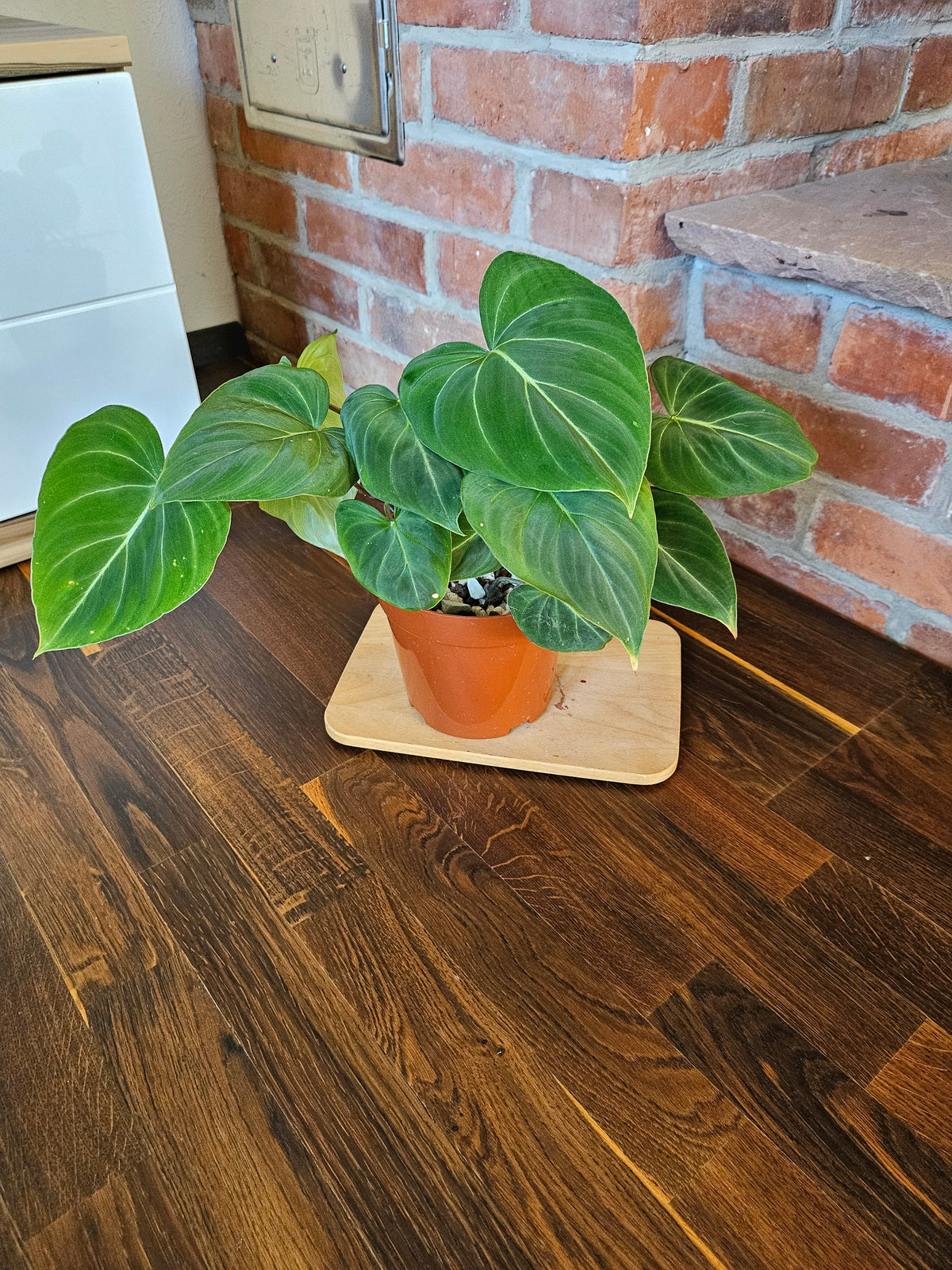 Philodendron Gloriosum Pflanze