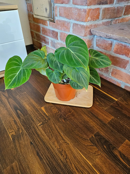 Philodendron Gloriosum Pflanze