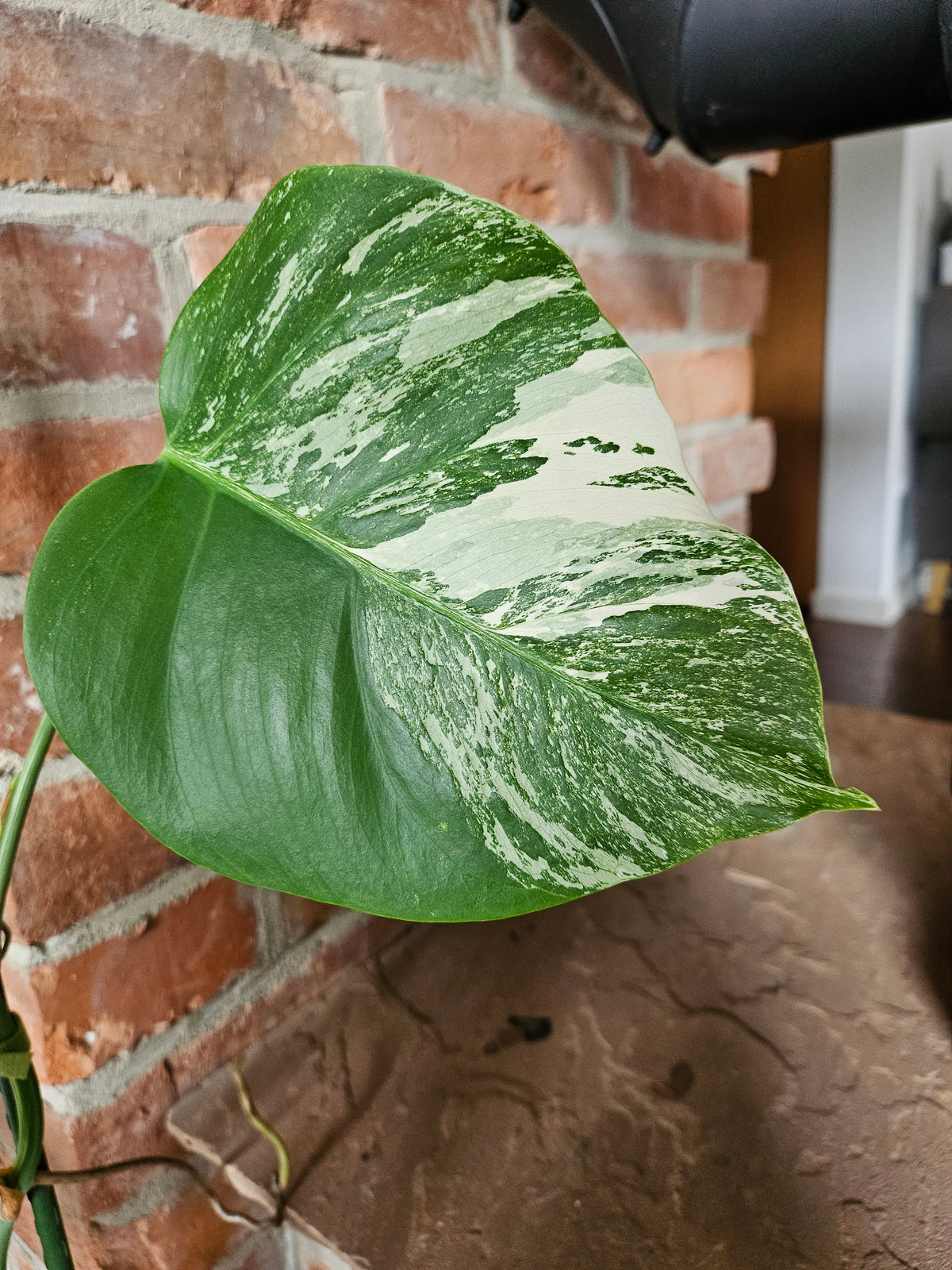 Monstera deliciosa variegata Pflanze