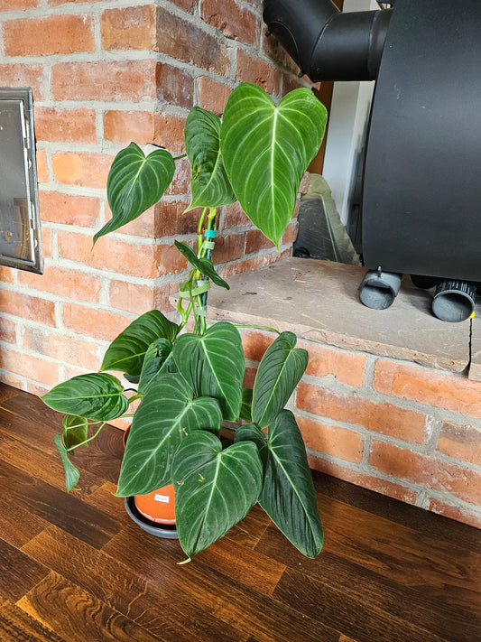 Philodendron Glorious große Pflanze