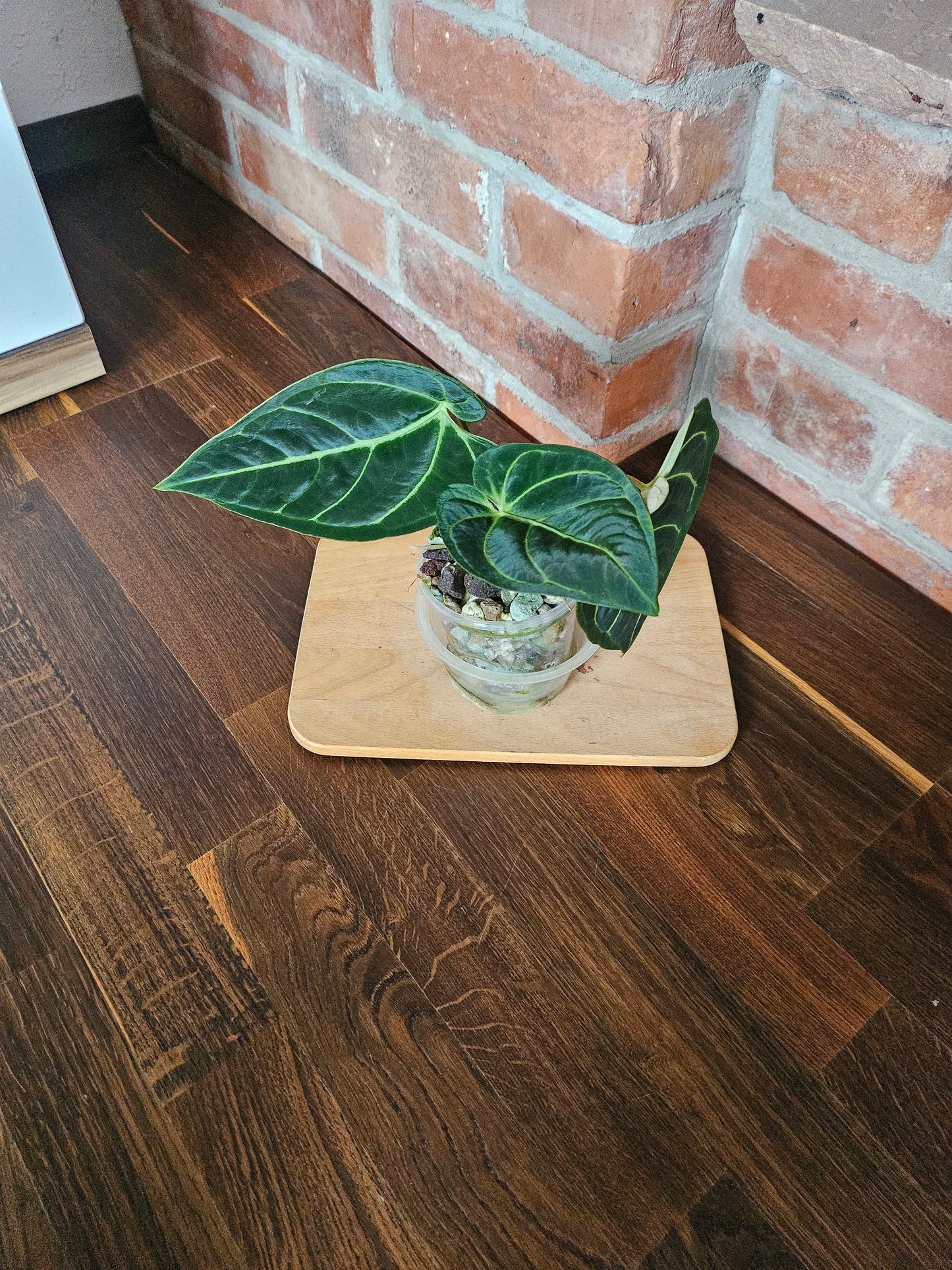 Anthurium Regale Pflanze