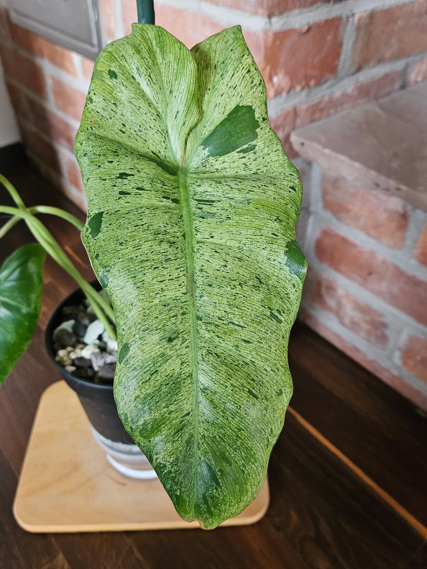Philodendron paraiso verde Pflanze mit toller Panaschierung