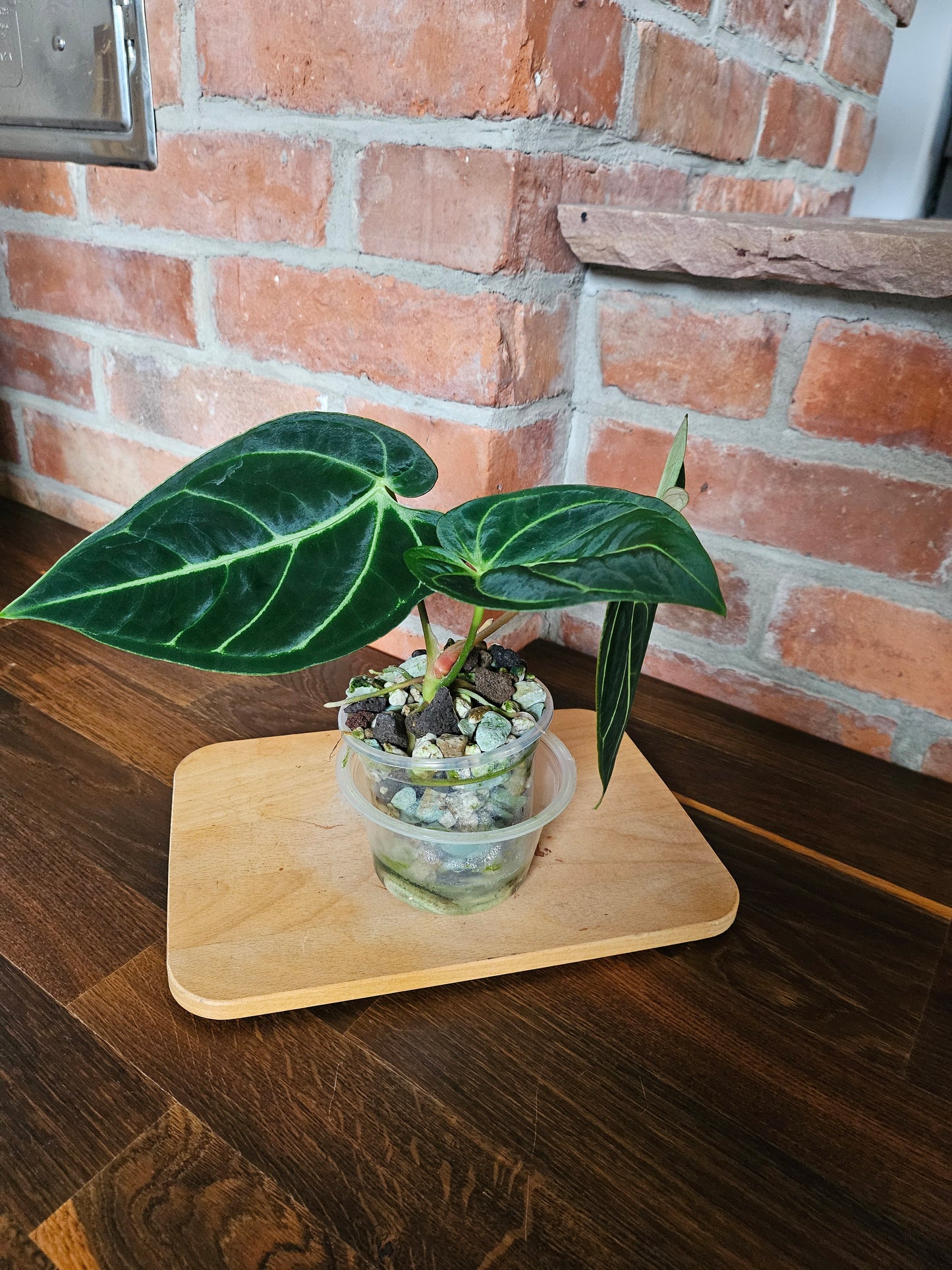 Anthurium Regale Pflanze
