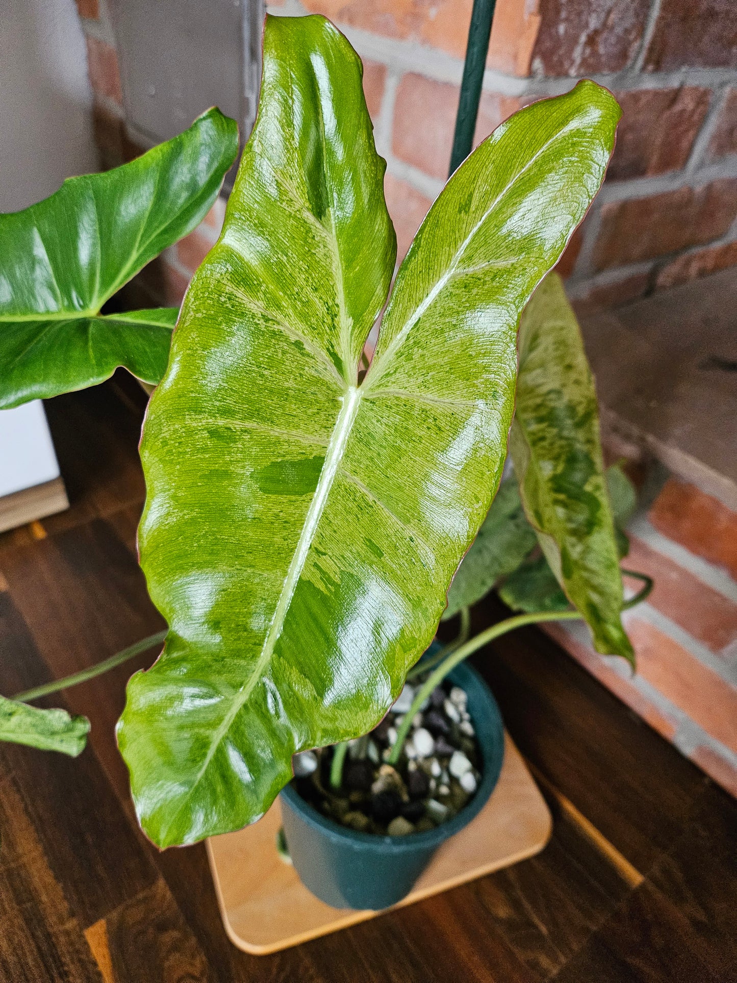 Philodendron paraiso verde Pflanze mit toller Panaschierung