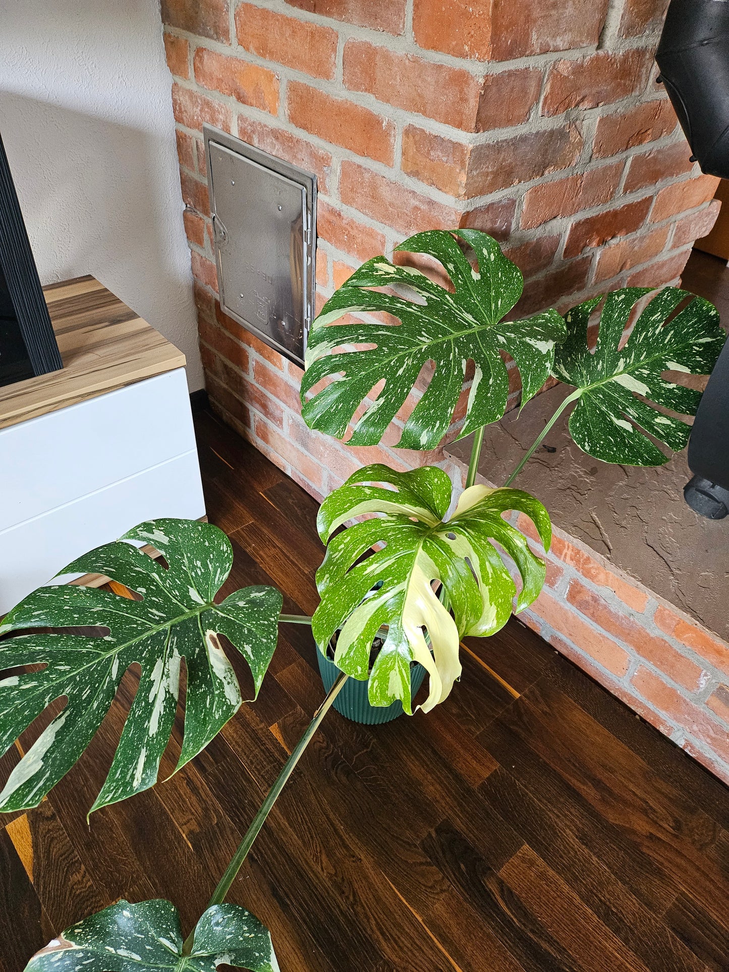 Monstera Thai Constellation XXL große Pflanze