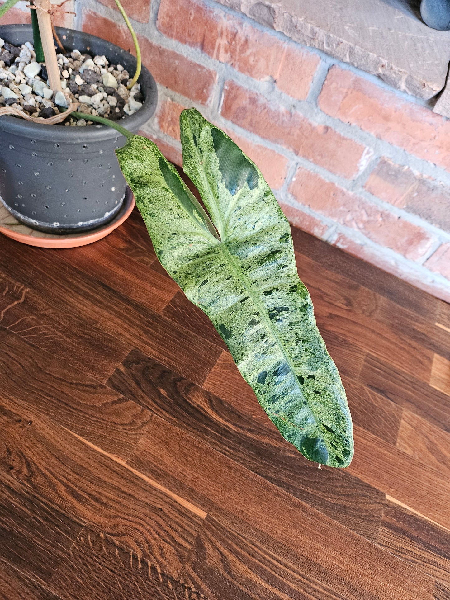 Philodendron paraiso verde XXL 120cm mit wunderschöner Panaschierung Pflanze