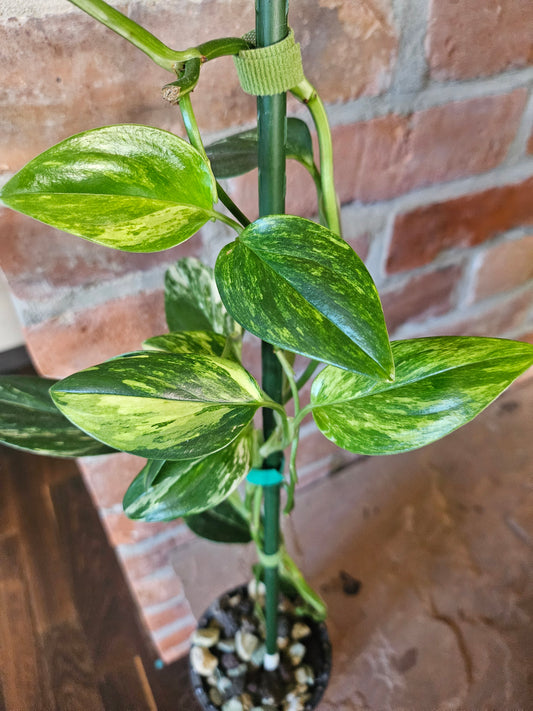 Monstera Standleyana aurea variegata Pflanze mit toller Panaschierung