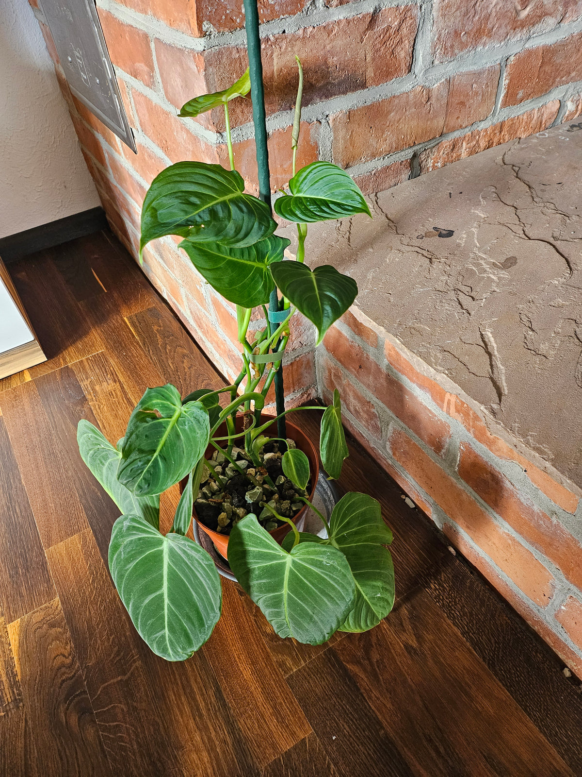 Philodendron Glorious
