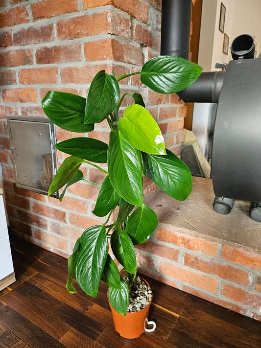 Monstera Lechleriana große Pflanze