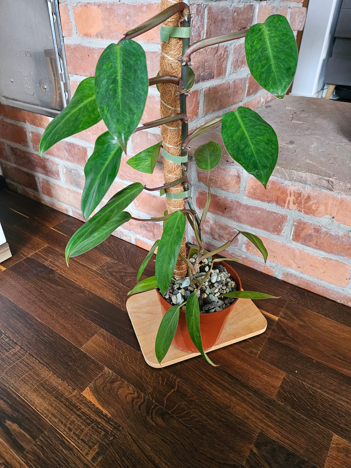 Philodendron painted lady Pflanze