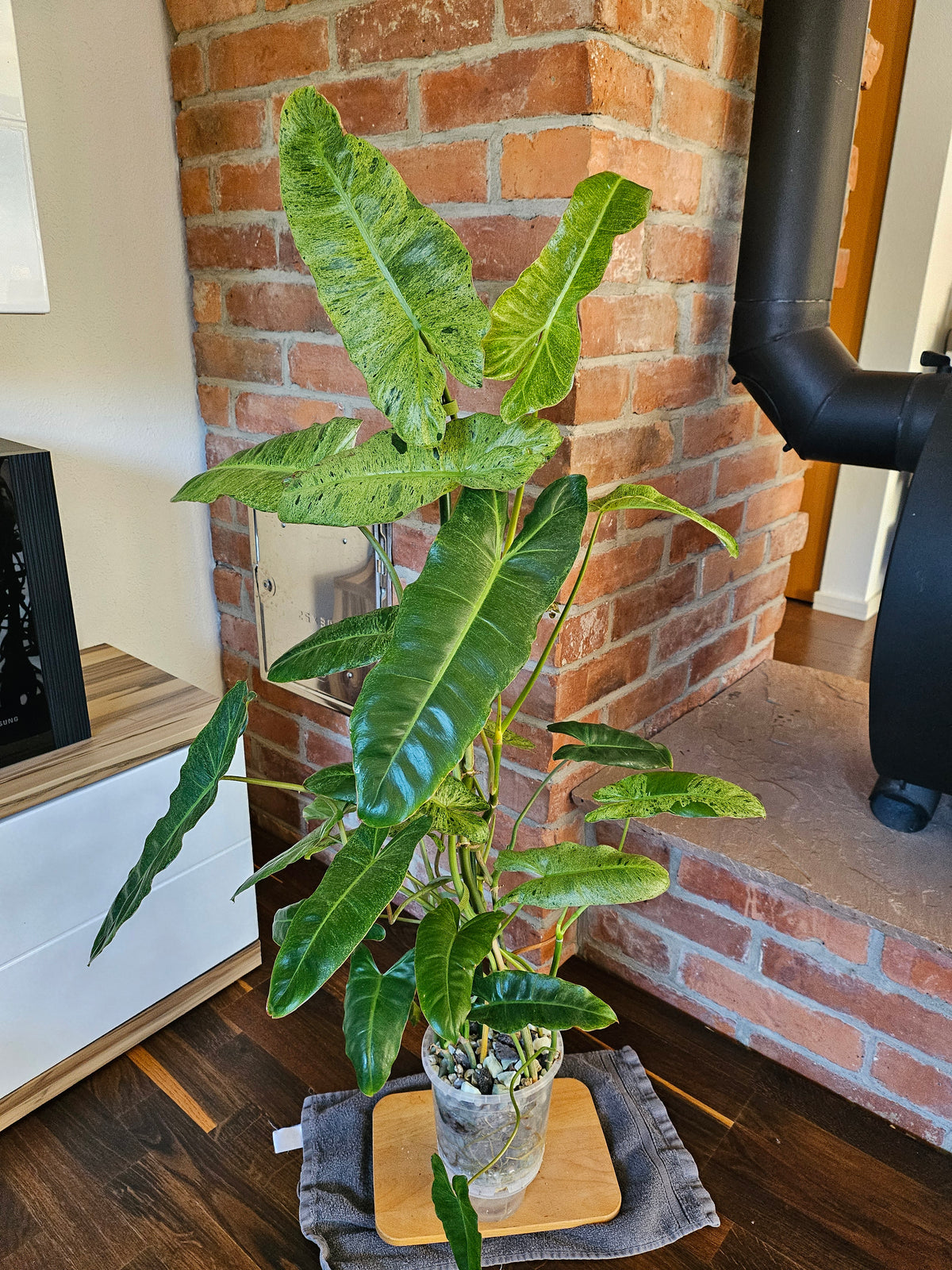 Philodendron paraiso verde Pflanze mit toller Panaschierung