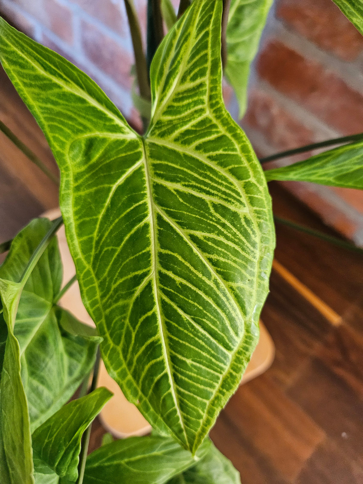 Syngonium Batik Pflanze