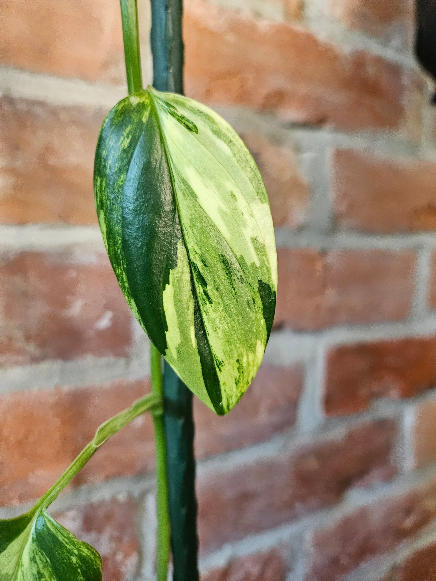 Monstera Standleyana aurea variegata Pflanze mit toller Panaschierung