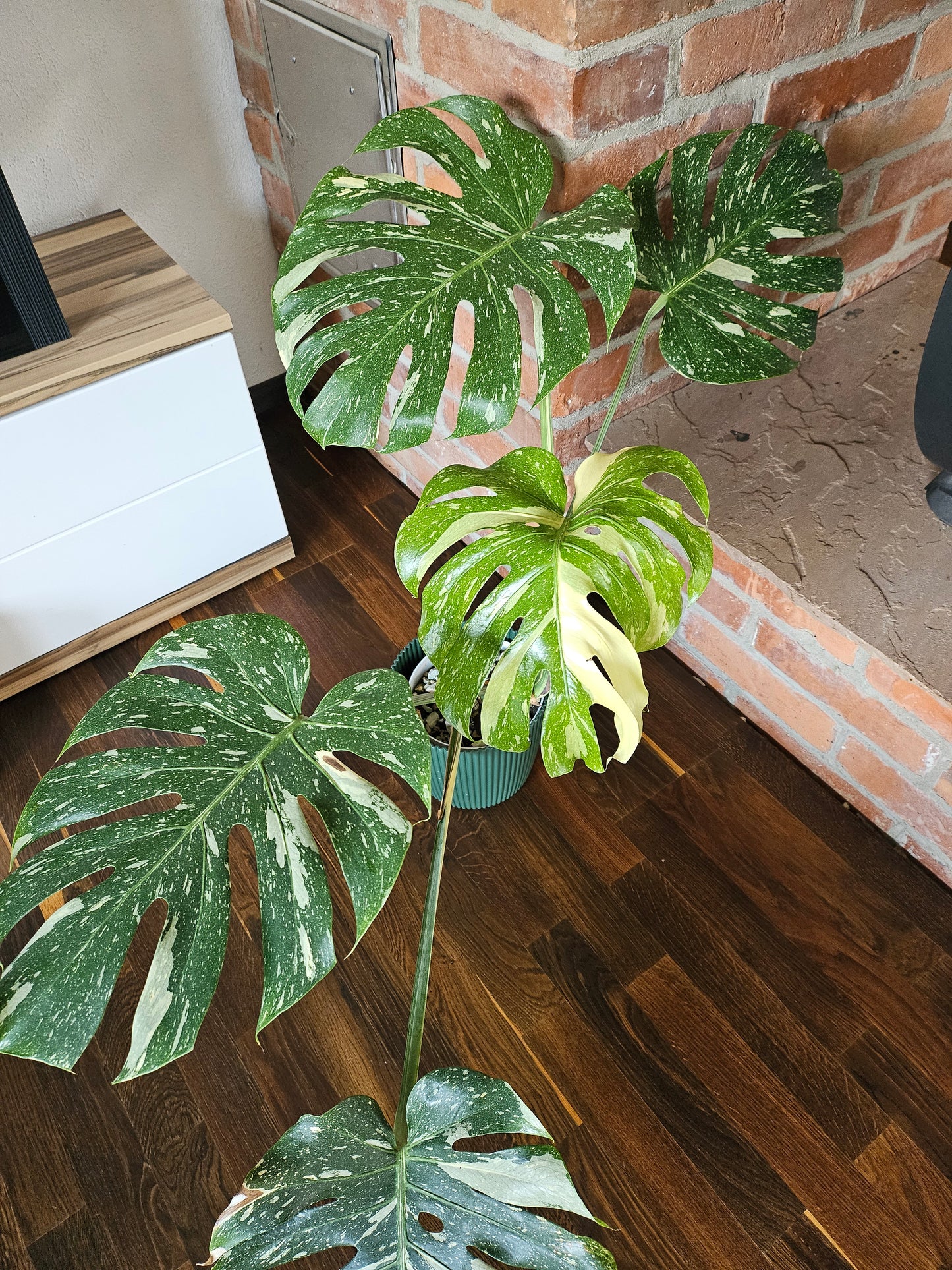 Monstera Thai Constellation XXL große Pflanze