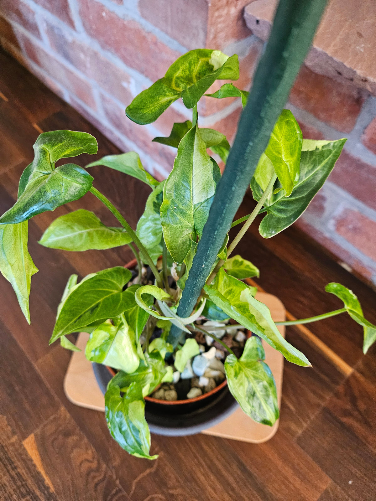 Syngonium three kings Pflanze
