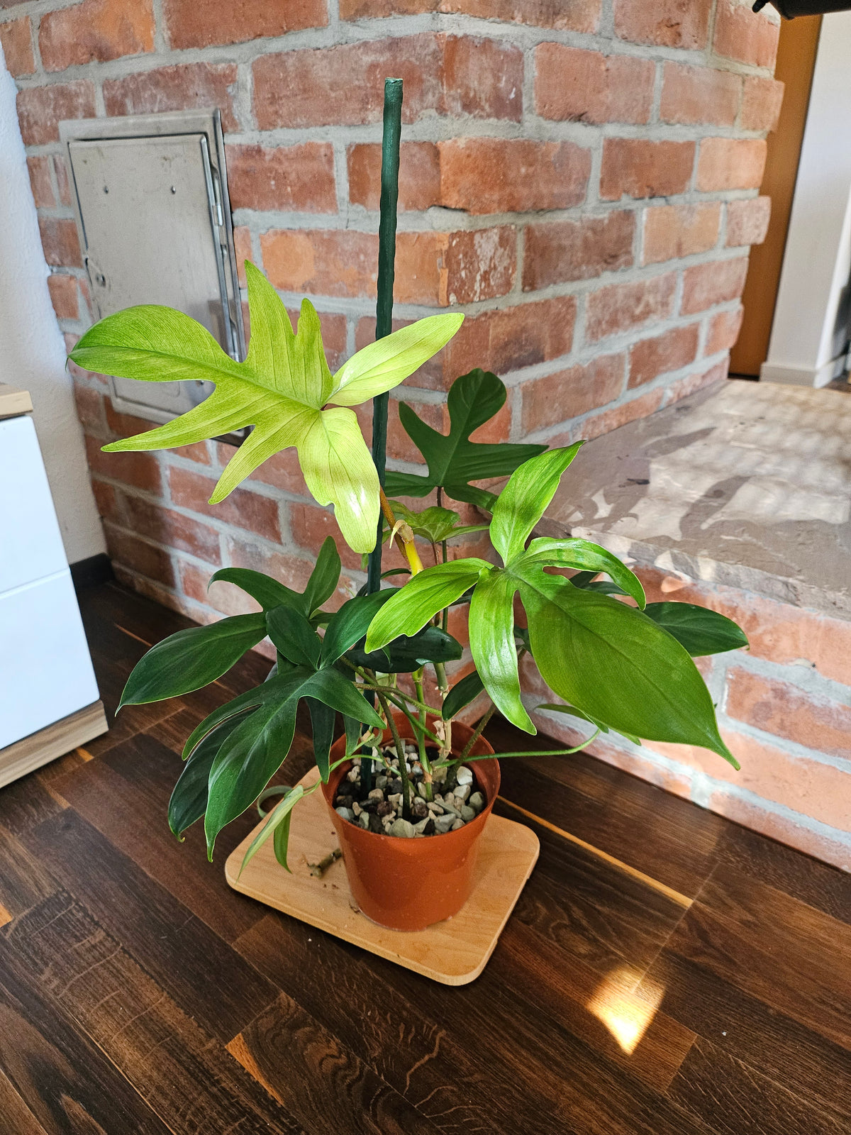 Philodendron florida ghost Pflanze