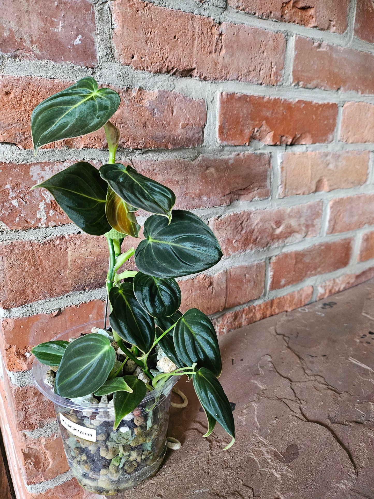Philodendron Melanocrysum Pflanze