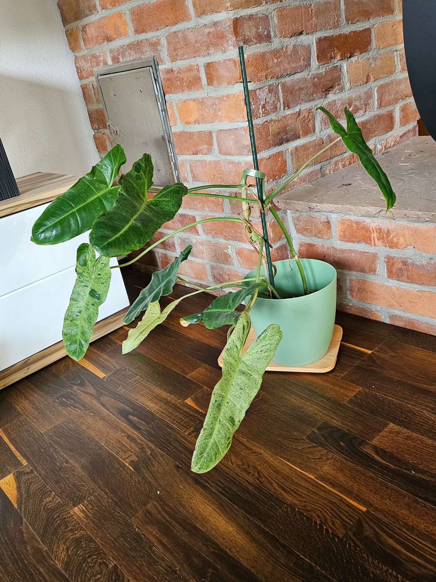 Philodendron paraiso verde Pflanze mit toller Panaschierung