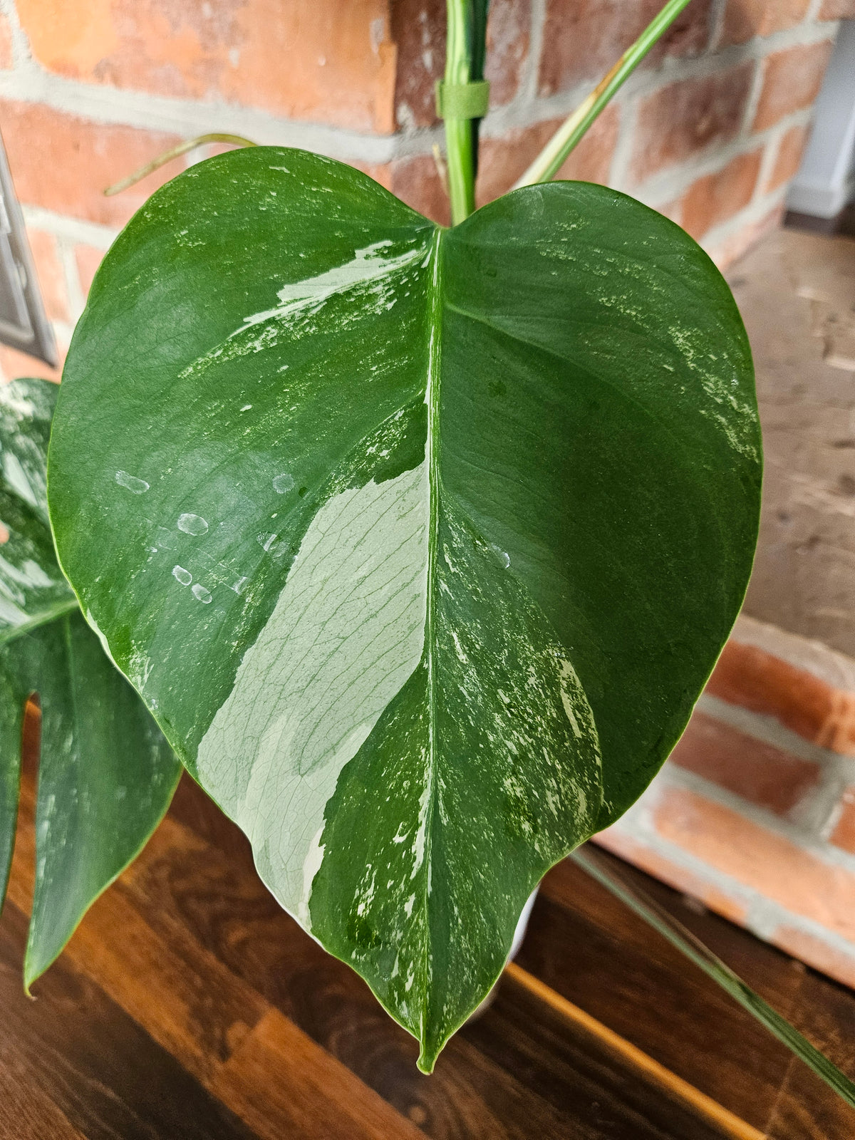 Monstera deliciosa variegata Pflanze