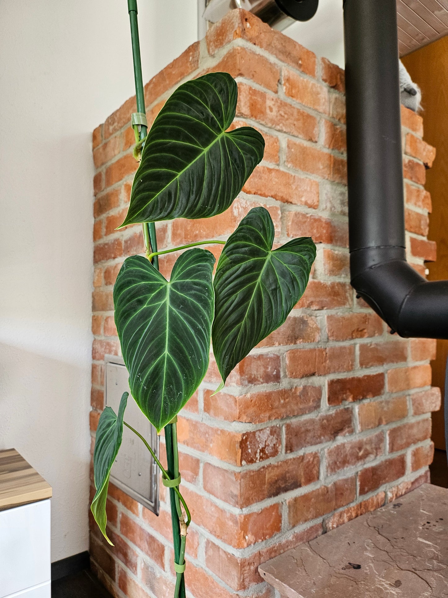 Philodendron Splendid 110cm Pflanze