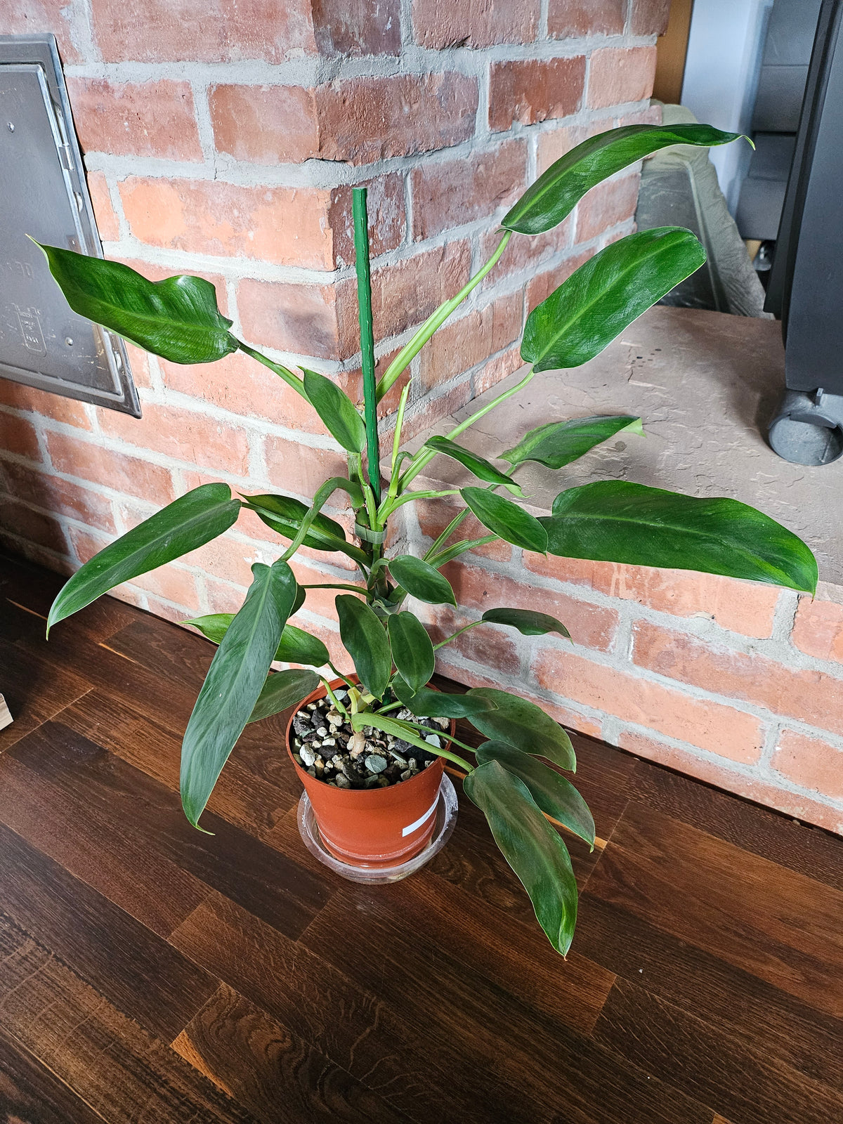 Philodendron Jose Buono ganze Pflanze