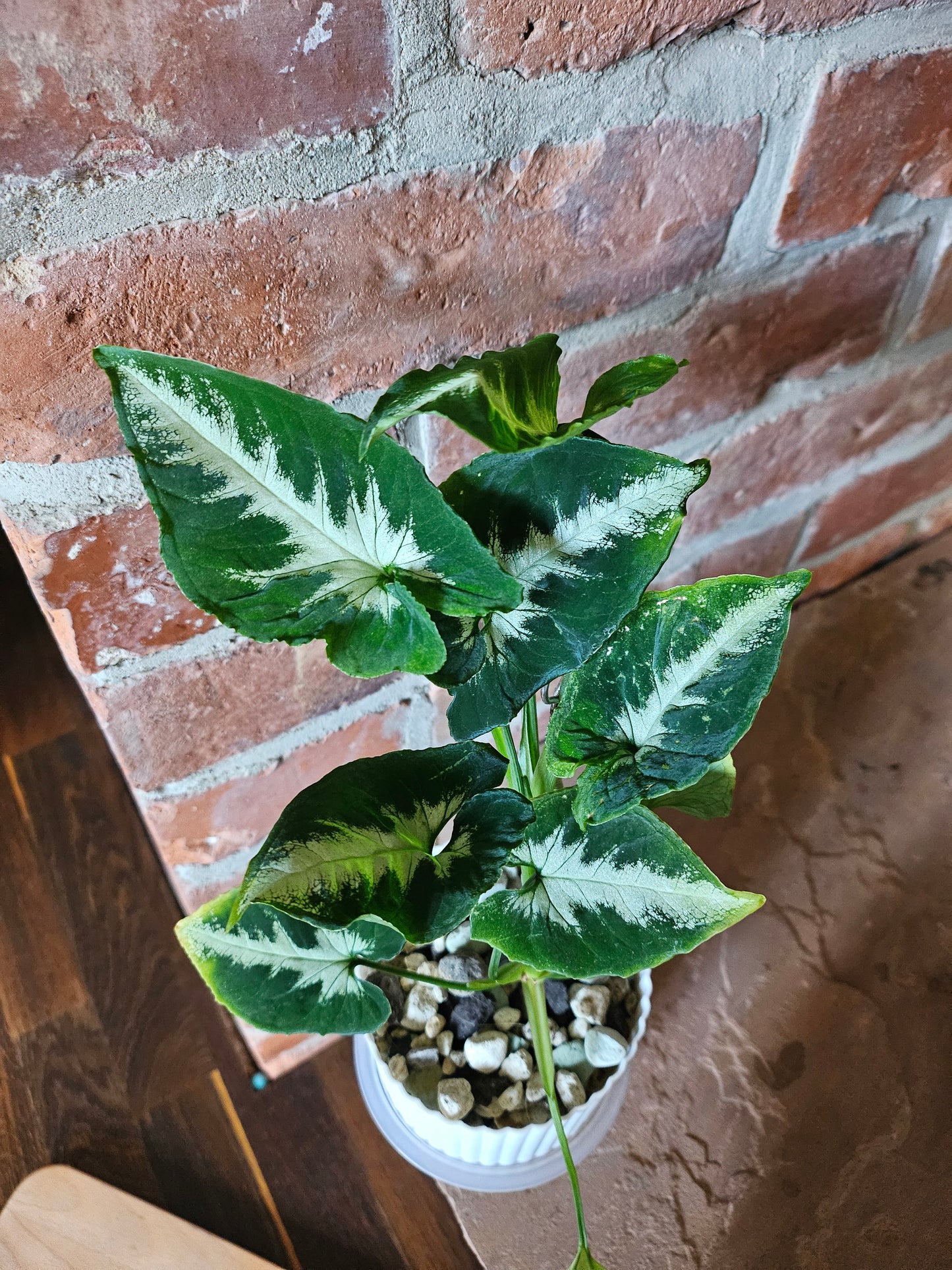 Syngonium scrambled eggs vergrünt mit wenig Panaschierung Pflanze