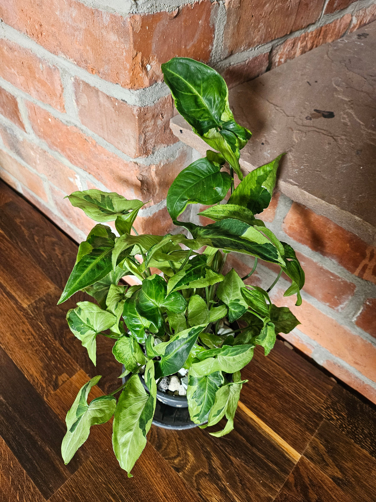 Syngonium three kings Pflanze mit toller Blattzeichnung
