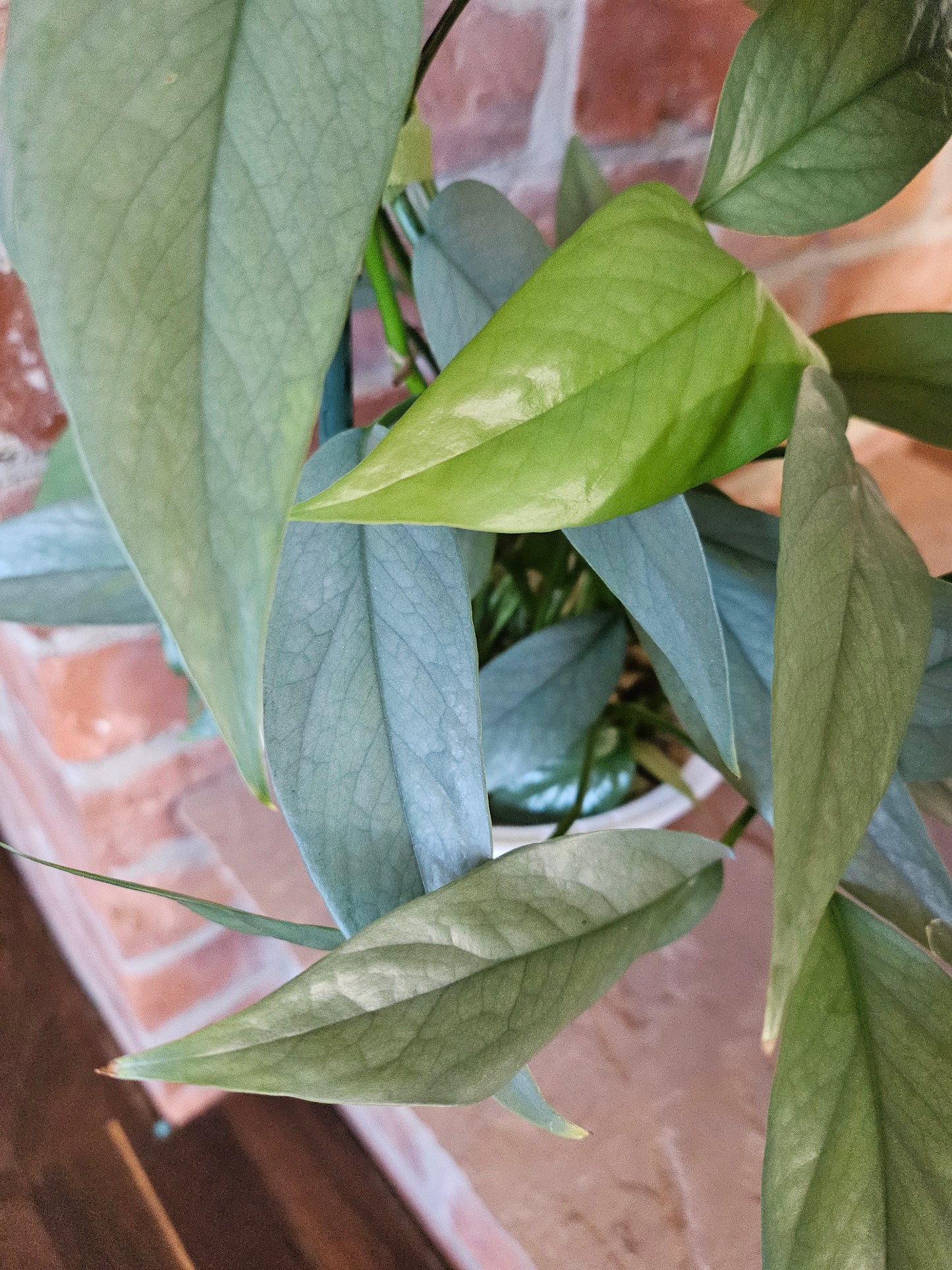 Epipremnum pinnatum cebu blue Pflanze