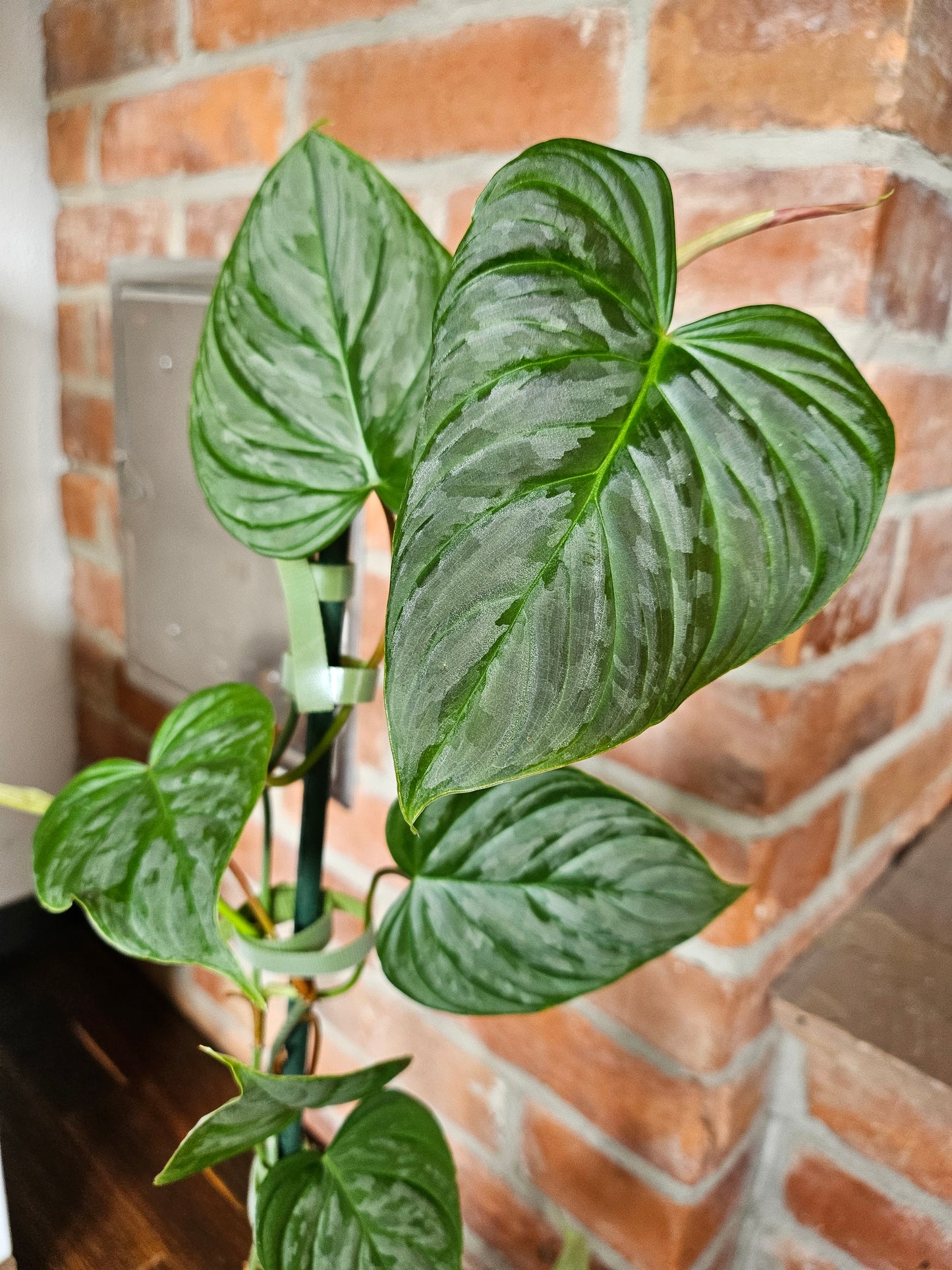 Philodendron Majestic Pflanze