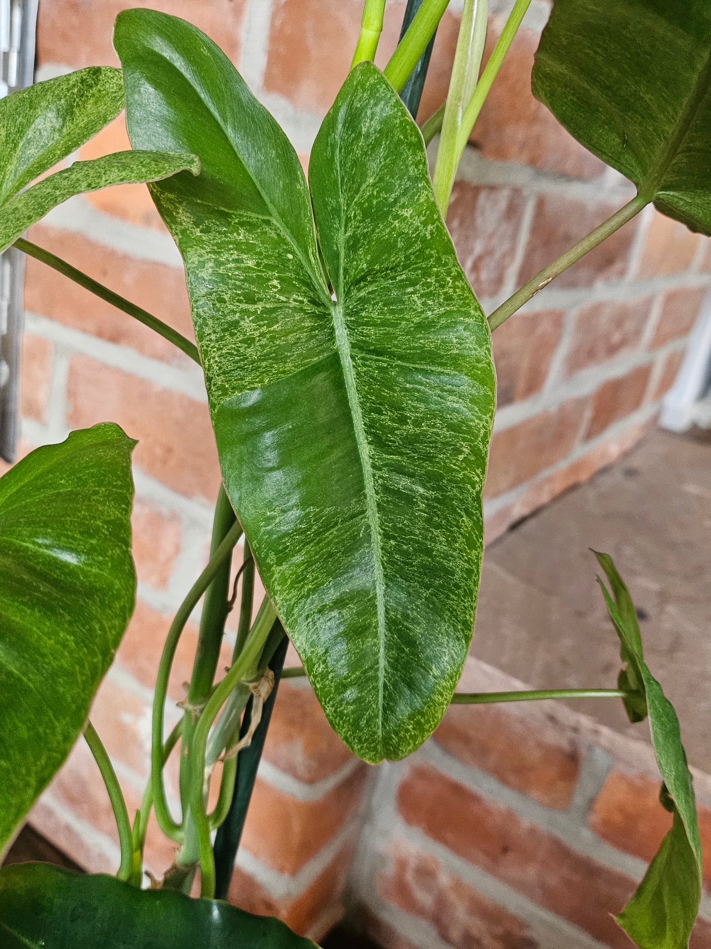Philodendron paraiso verde Pflanze