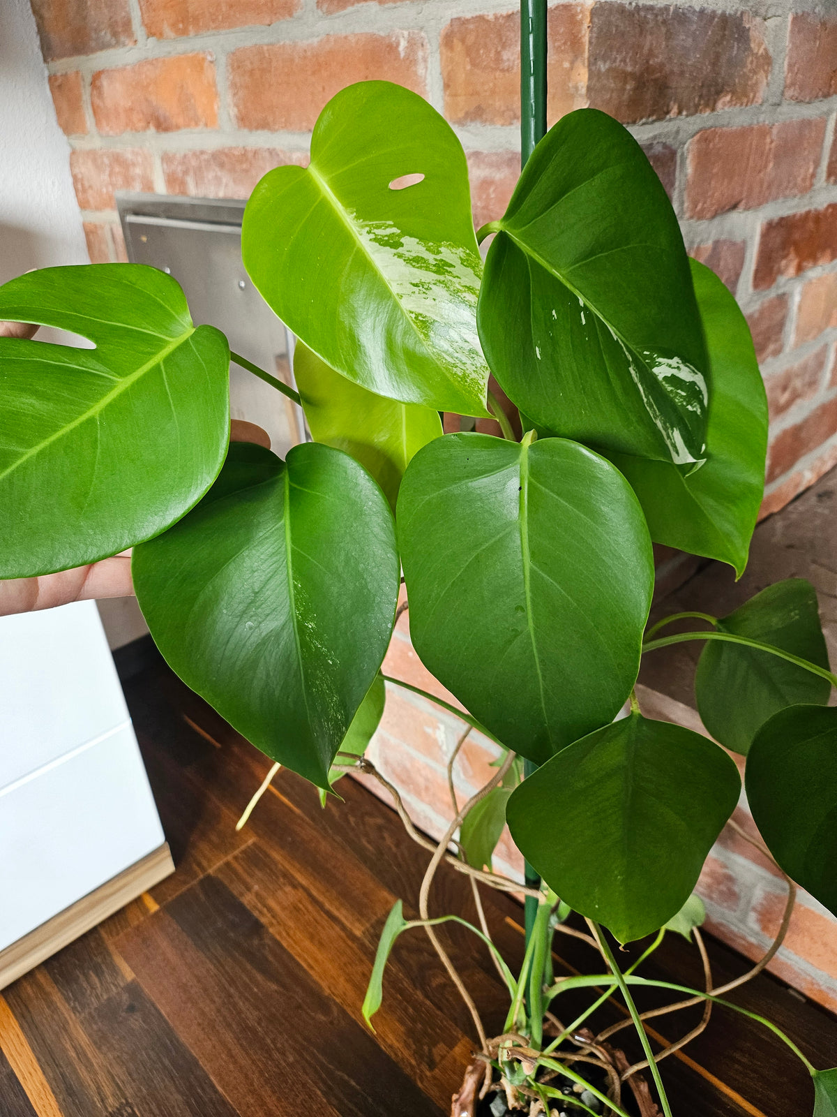 Monstera deliciosa variegata Pflanze