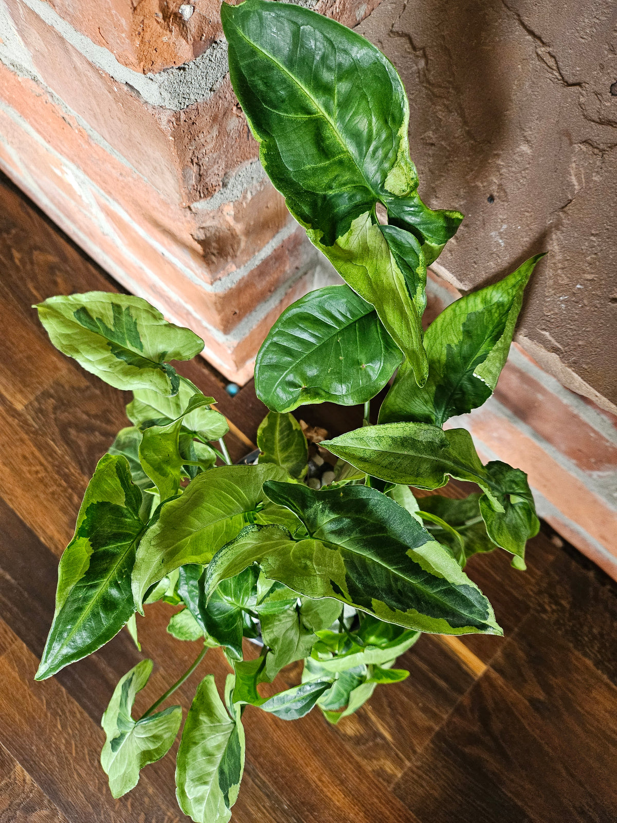 Syngonium three kings Pflanze mit toller Blattzeichnung