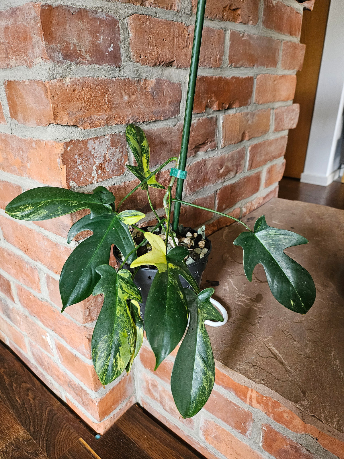 Philodendron florida beauty Pflanze mit toller Panaschierung