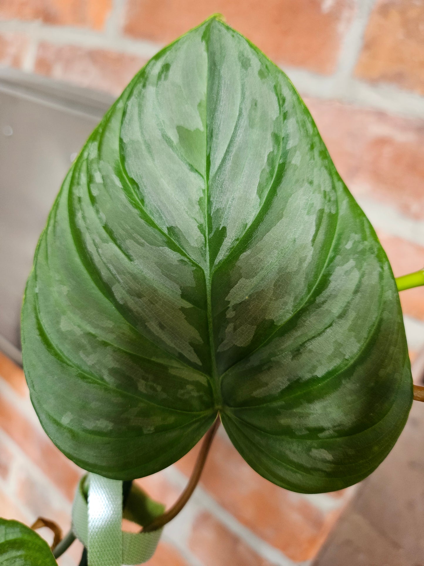 Philodendron Majestic Pflanze
