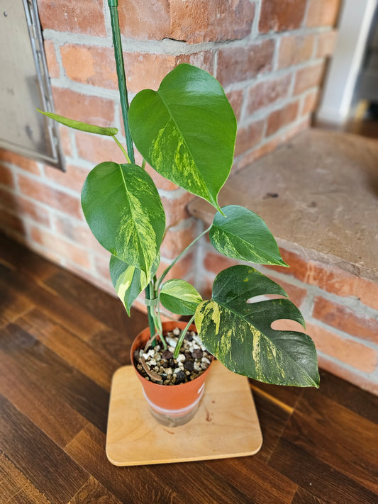 Monstera deliciosa aurea variegata Pflanze mit toller Panaschierung