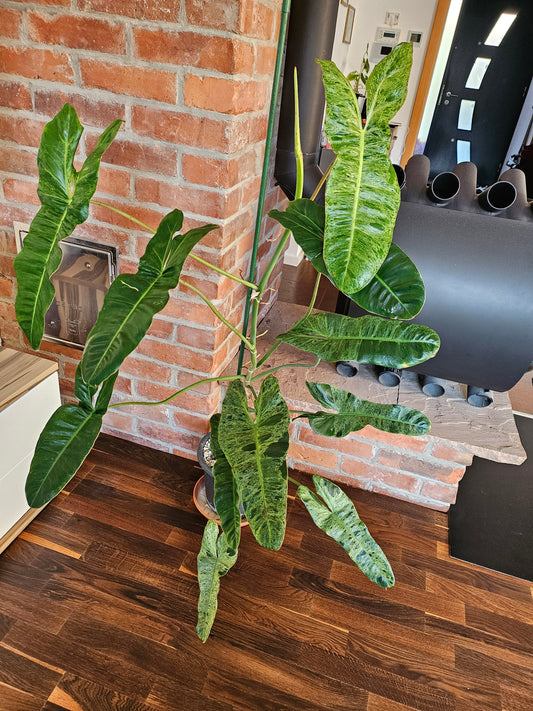 Philodendron paraiso verde XXL 120cm mit wunderschöner Panaschierung Pflanze