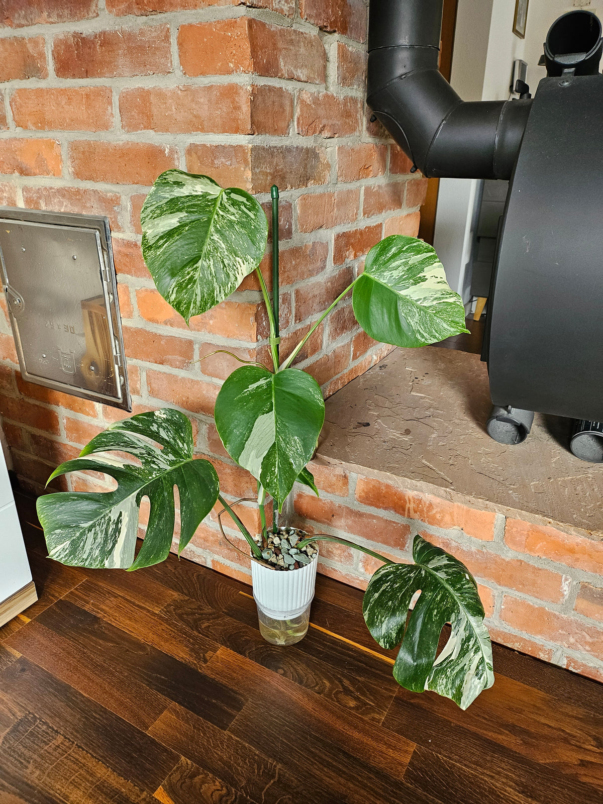 Monstera deliciosa variegata Pflanze