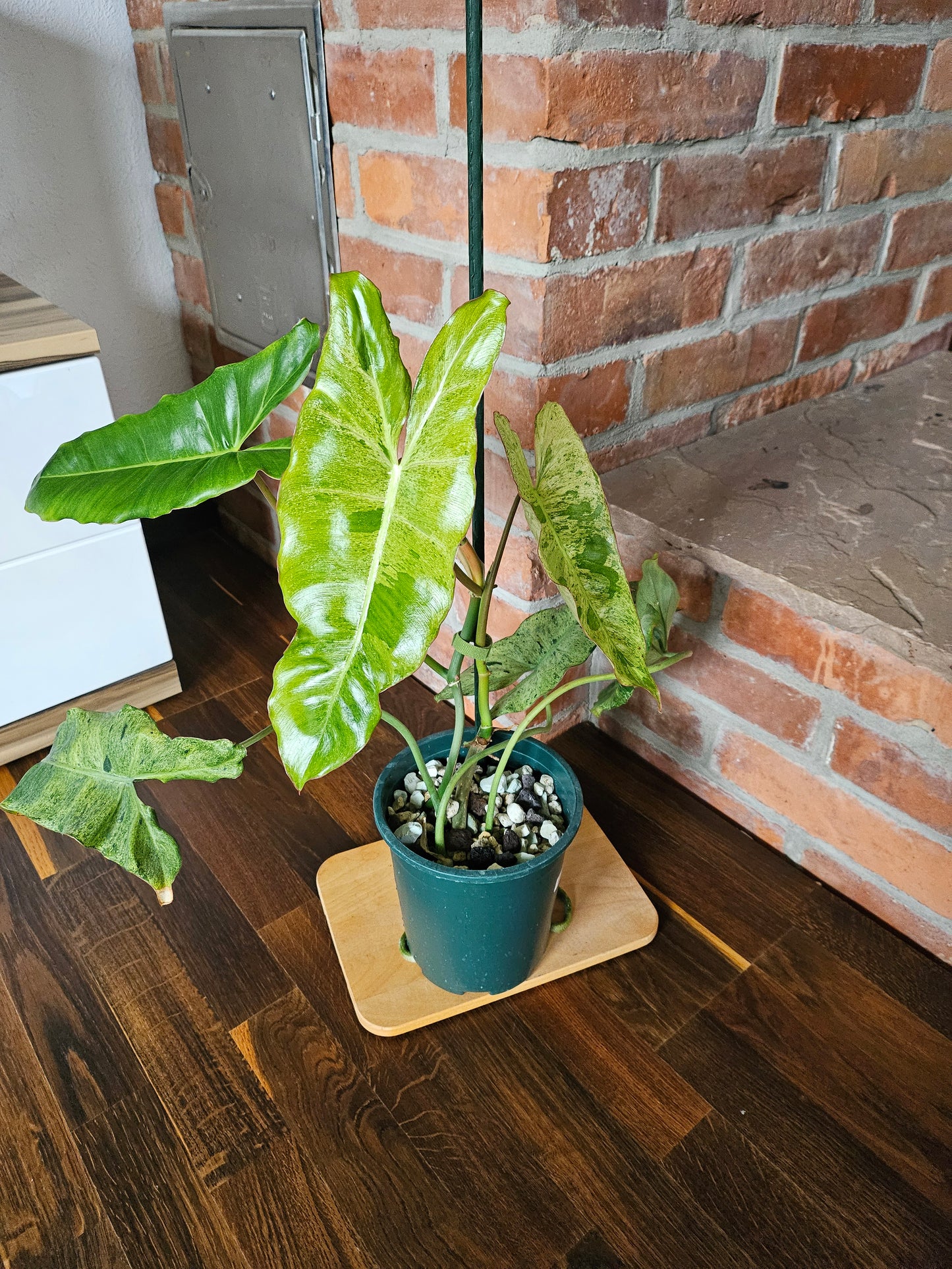 Philodendron paraiso verde Pflanze mit toller Panaschierung