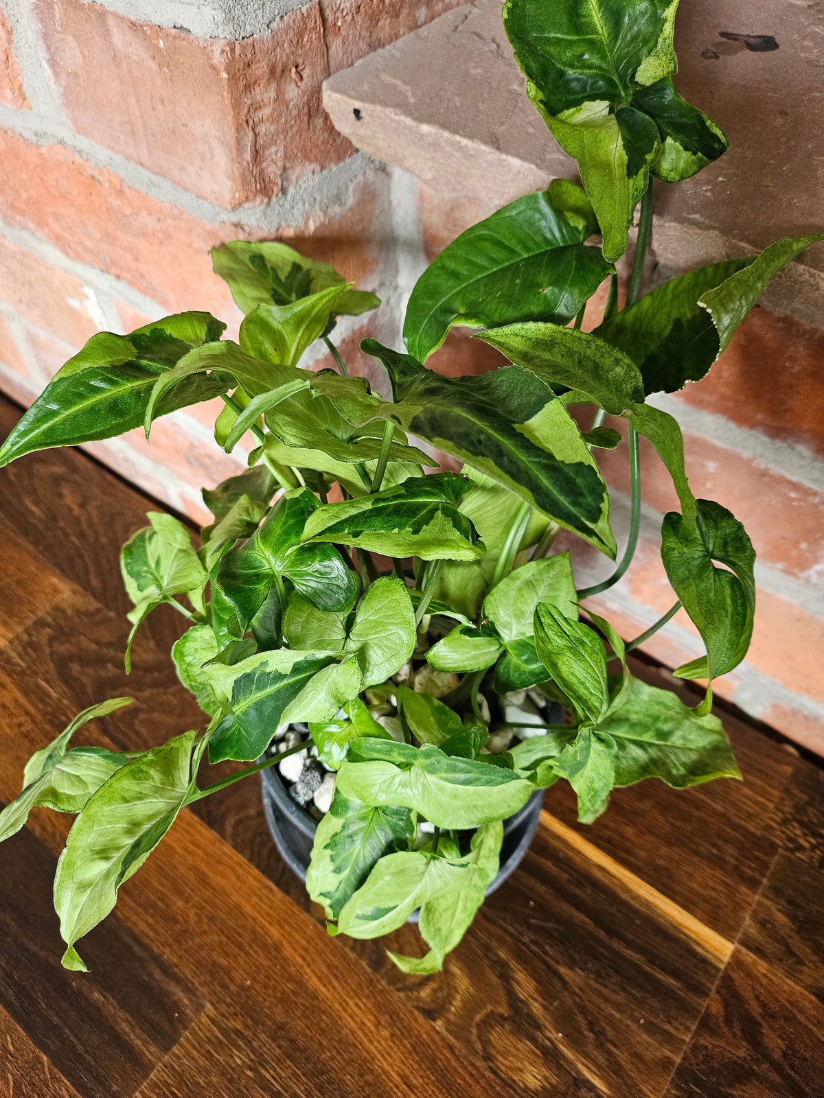 Syngonium three kings Pflanze mit toller Blattzeichnung