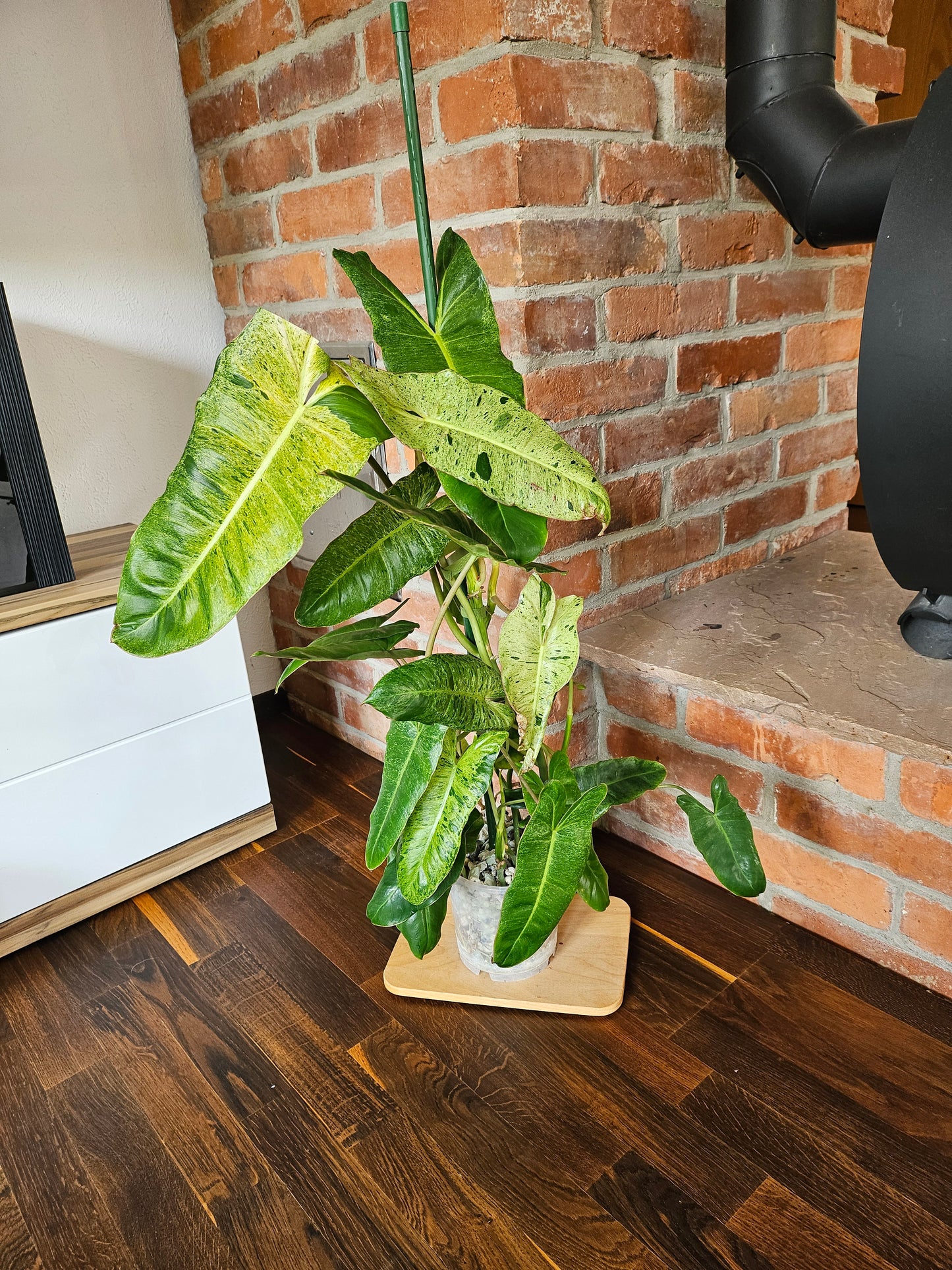 Philodendron paraiso verde Pflanze 90cm mit toller Panaschierung