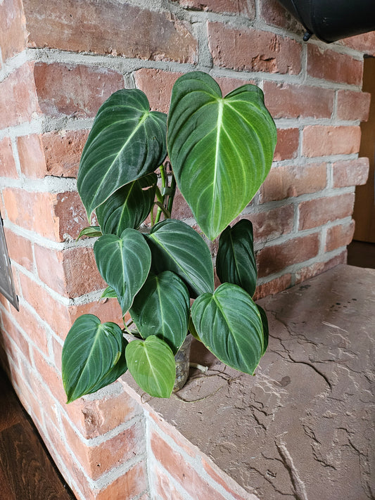 Philodendron Glorious Pflanze